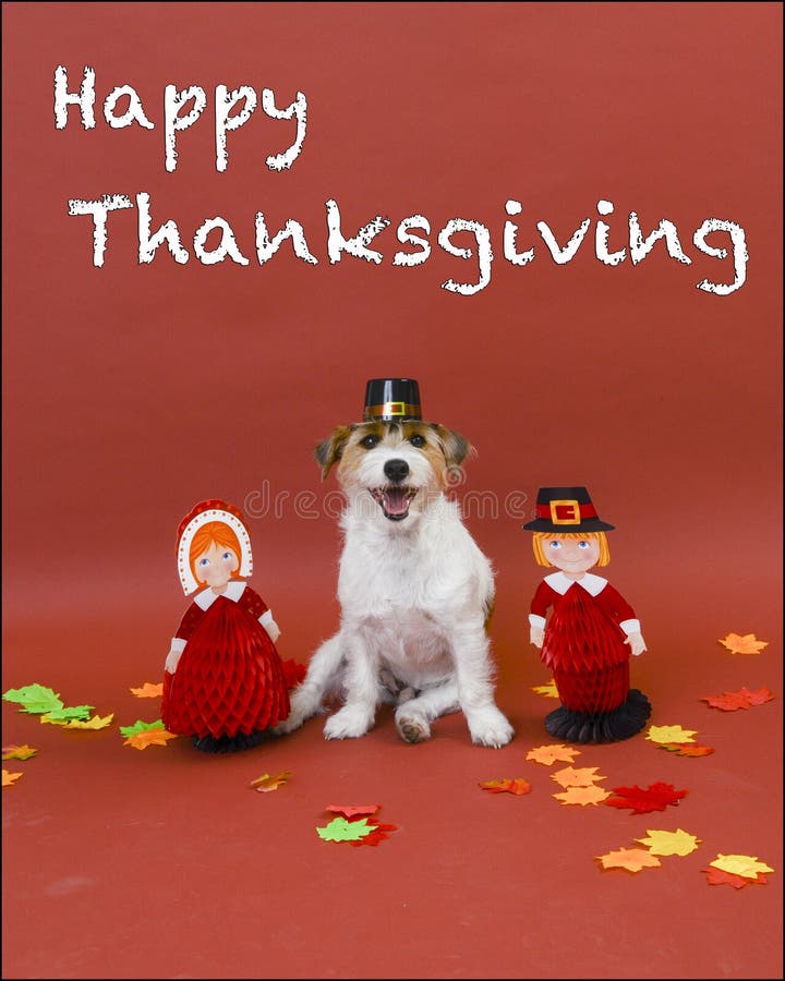 Cute white jack russell terrier dog wearing pilgrim hat is posed with two pilgrim paper children on brown background paper with Happy Thanksgiving text and leaves on ground.