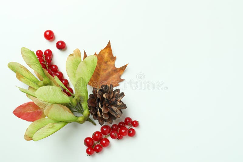 Happy Thanksgiving Day Composition on White Background Stock Image