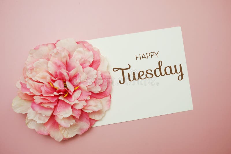 Happy Tuesday Typography Text with Flower Decor on Pink Background