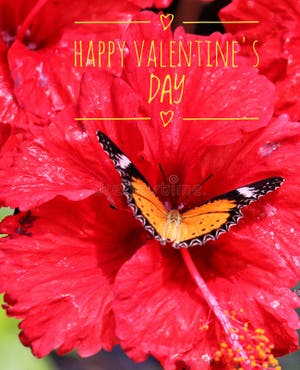 Happy Valentine S Day Card Butterfly Stock Photo Image Of February Love 172131674