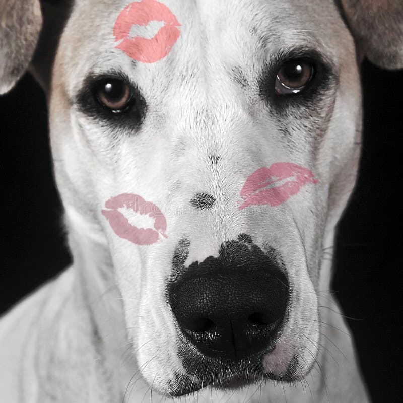 Happy Valentine`s Day. Portrait of a dog with lipstick kisses
