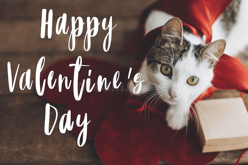 Happy Valentine`s day text on cute cat with red velvet hearts, ribbon and gift box on rustic wood