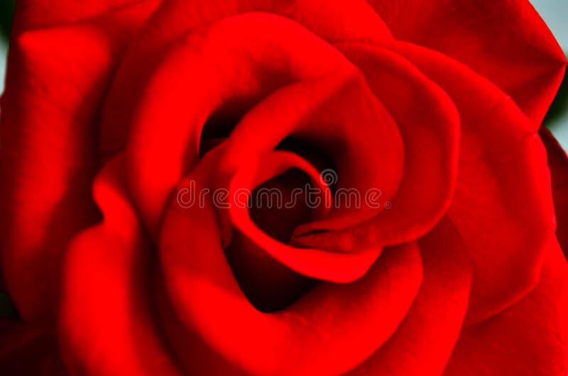 Happy valentines day. red rose as a background stock images