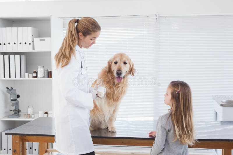 Happy Vet Checking a Labrador Stock Photo Image of medical, examining