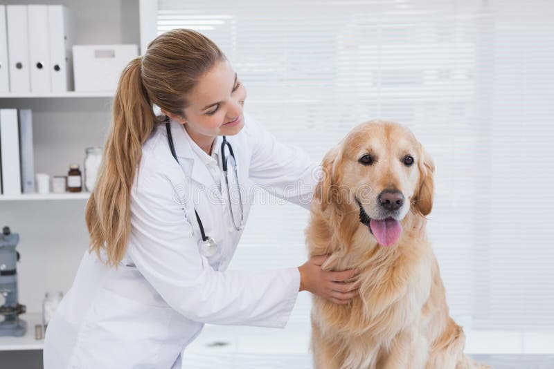 Happy Vet Giving Labrador Check Up Stock Photos Free & RoyaltyFree