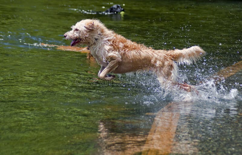 Wired haired mixed breed jumping into the water at a dog park. Dogs having fun playing in the river on a beautiful summer day. Wired haired mixed breed jumping into the water at a dog park. Dogs having fun playing in the river on a beautiful summer day.