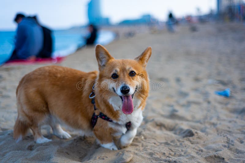 Happy Welsh Corgi Pembroke Dog at Beach at Sunset with Tongue Out and ...