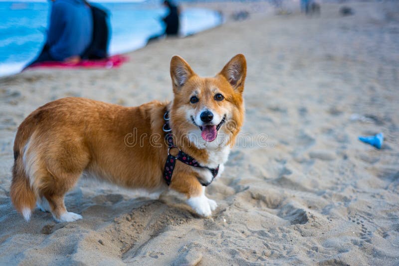 Happy Welsh Corgi Pembroke Dog at Beach at Sunset with Tongue Out and ...