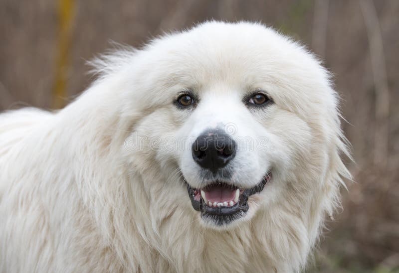 Happy white Great Pyrenees dog