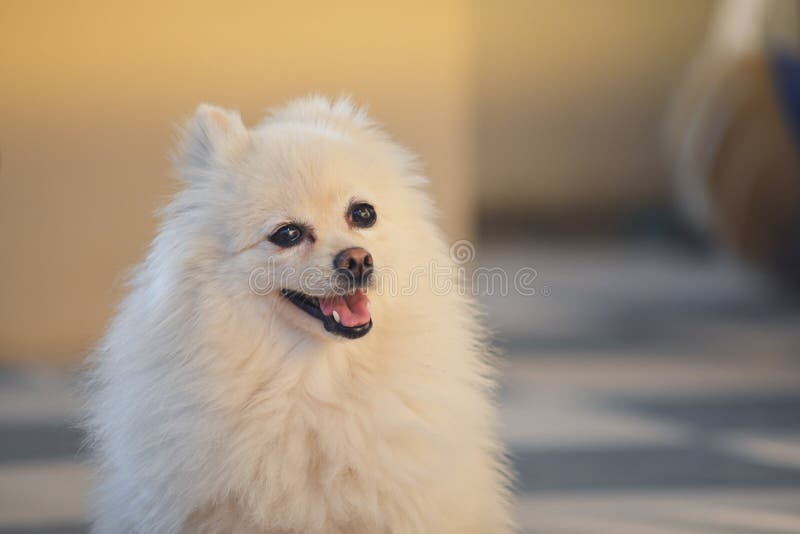 Happy White Pomeranian Dog Adorable Small Pet with Fluffy Hair Stock Image  - Image of adorable, little: 169932707
