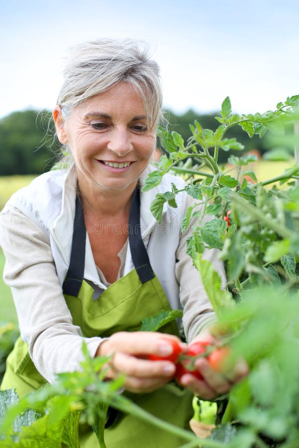 Happy woman picking up first tomatoes from garden