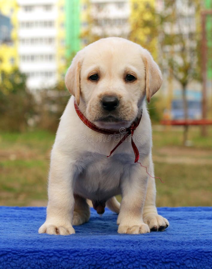 Happy Yellow Labrador Puppy Stock Photo - Image of happiness, friend:  35013566