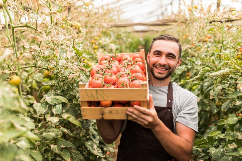 Happy young handsome man farmer carrying tomatoes in wooden boxes in a greenhouse