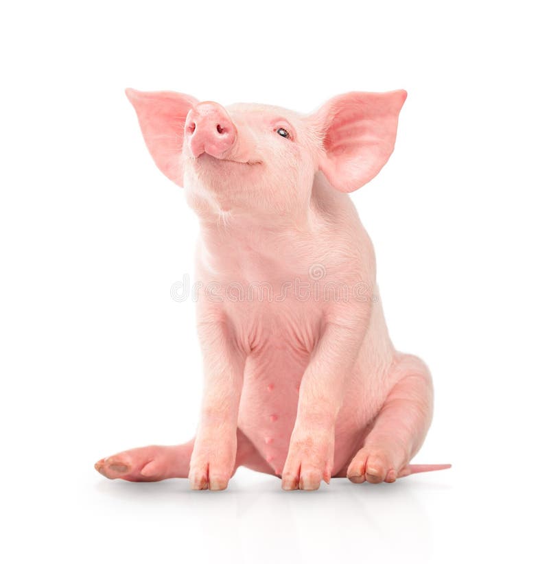 Happy young pig isolated on white background. Funny animals emotions