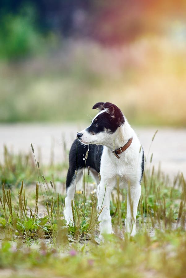 Happy young puppy in the grass on a Sunny summer day