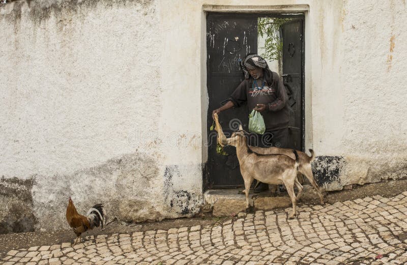 Man feeding qat to his goat in Ethiopia.