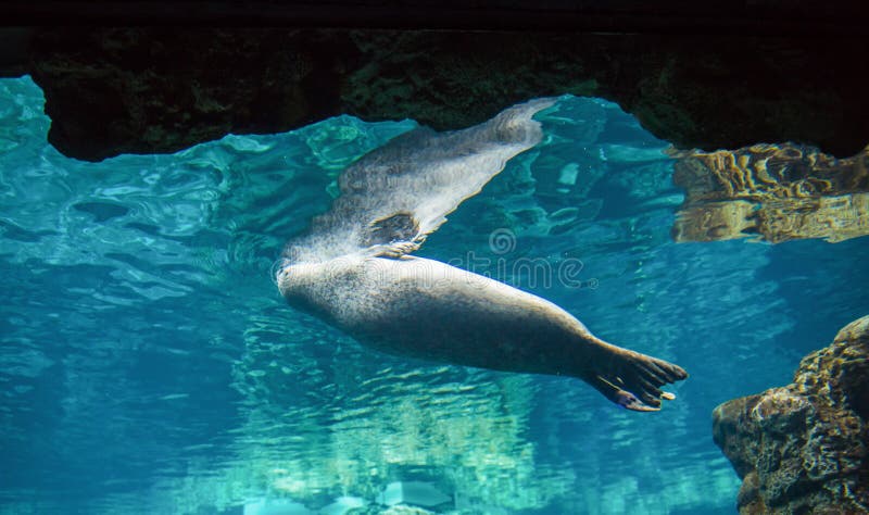 Harbor seal, phoca vitulina