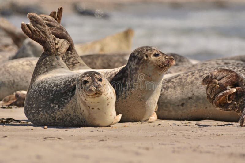 The Harbor Or Harbour Seal Phoca Vitulina Stock Image - Image Of Helgo ...