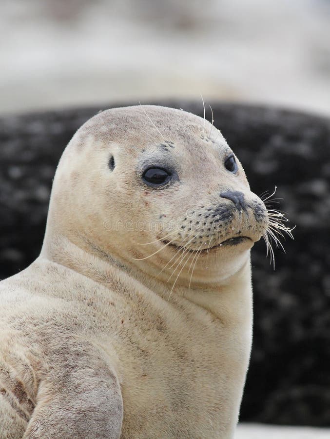 Harbor Seal Closeup stock image. Image of seal, marine 35646103