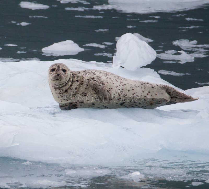 Harbor Seal