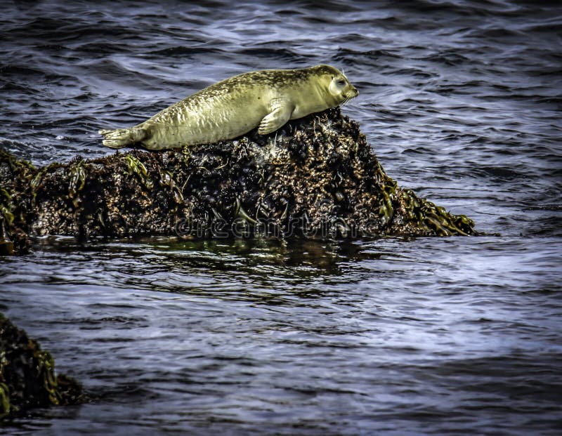 Harbor Seal on Rocks stock photo. Image of seaweed, moss 127146570