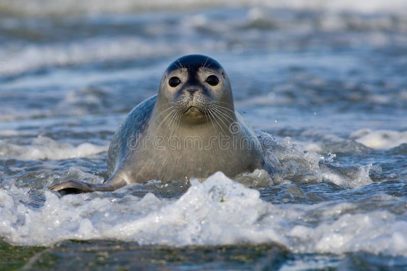 Harbor seal in the surf