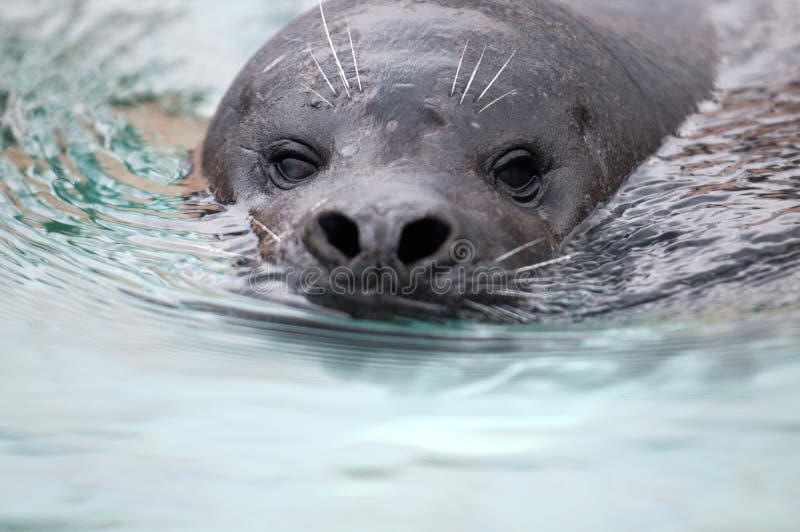 Playing harbor seal stock photo. Image of water, mammal 27060472
