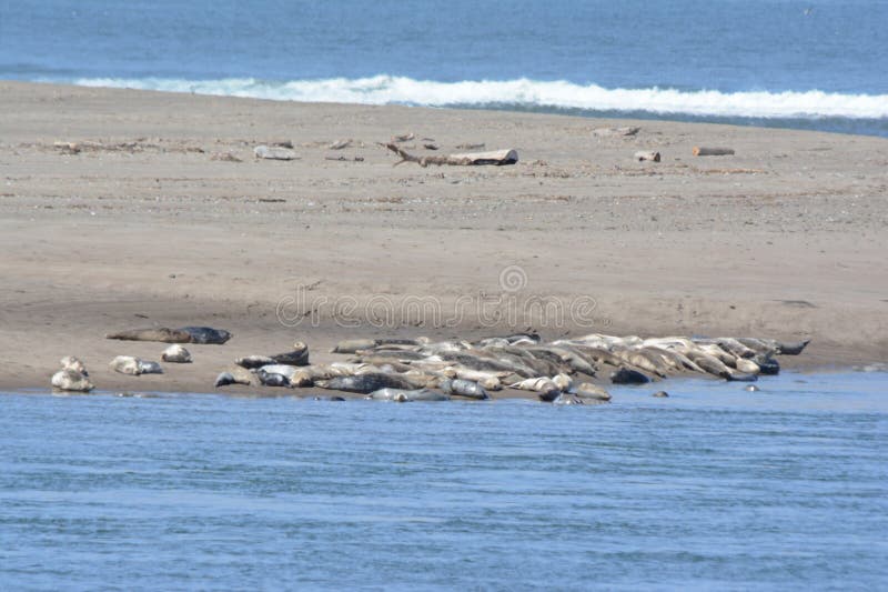 Bright spring vista on several harbor seals hauled out on a sand spit in Siletz Bay, central Oregon coast. Bright spring vista on several harbor seals hauled out on a sand spit in Siletz Bay, central Oregon coast.