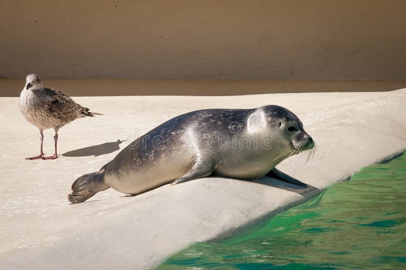 Harbour seal and seagull