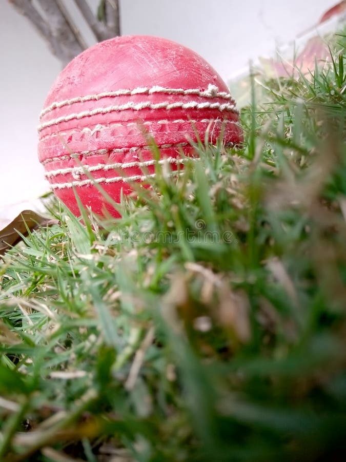 Dew Fell in Grass .Dew is Smiling Finer Than Any Wedding Dress