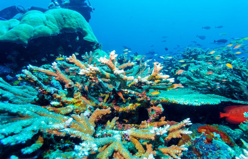 Hard Colorful Corals at Sea Bottom, Bali, Indonesia Stock Image - Image ...