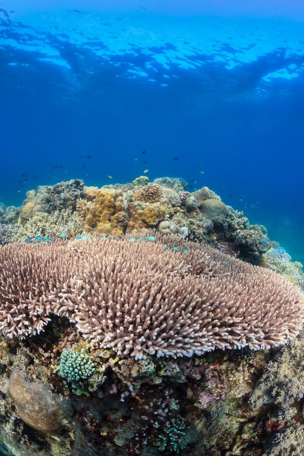 Table Coral On A Tropical Reef Stock Photo Image of