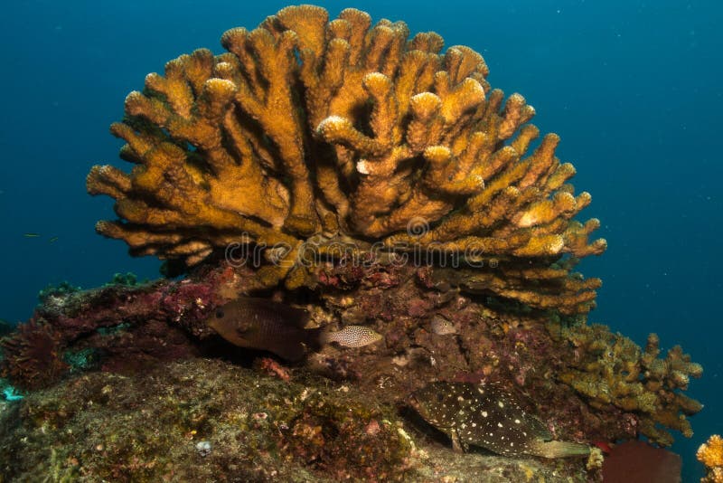 Hard Coral, Baja Reef stock photo. Image of diving, colony - 31578040