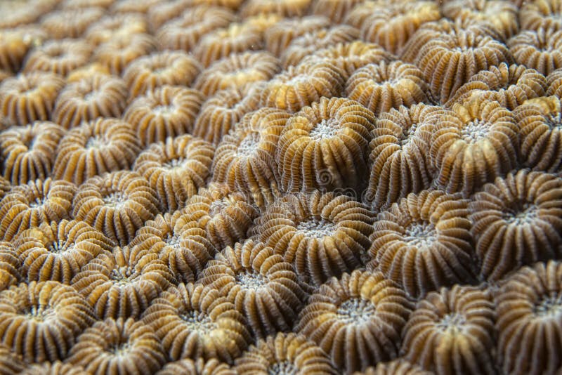 Hard coral detail