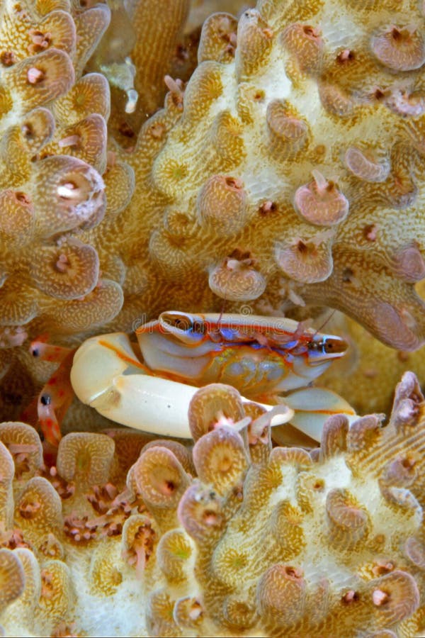 Hard Coral Tiny Colorful Crab Stock Photo Image of lives, colorful