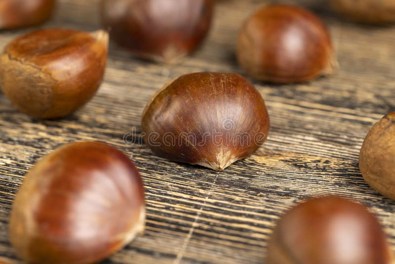 A hard edible chestnut fruit in a brown shell on a stock photo