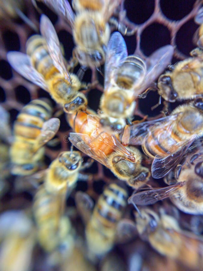 Hard Honey Bees, Queen Bees Are The Only Female Bees That Maintain Bees