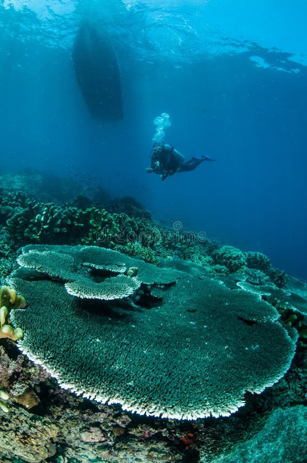 Diver is swimming to look around the coral reefs. There are acropora, branch coral, pillar coral and etc. Diver is swimming to look around the coral reefs. There are acropora, branch coral, pillar coral and etc.