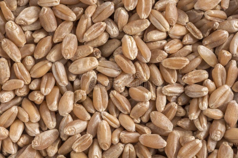 Hard Red Wheat Berries Close Up Stock Image Image of cereal, isolated