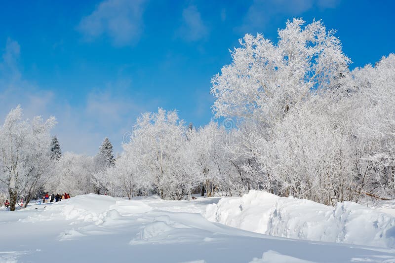 Hard rime of forest snow and blue sky