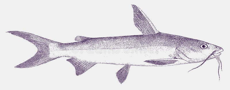 Hardhead Catfish A Fish From The Northwest Atlantic And Gulf Of Mexico In Side View Stock Vector Illustration Of Ariopsis Hardhead