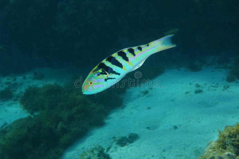 Hardwicke sixbar del Thalassoma del wrasse de los pescados tropicales fotos de archivo Hardwicke sixbar del Thalassoma del wrasse de los pescados tropicales fotos de archivo