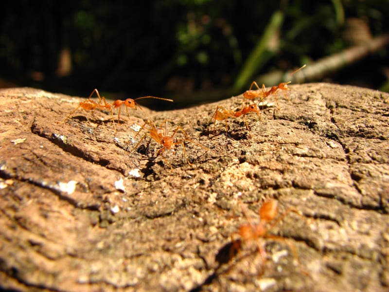 Hardworking Ants
