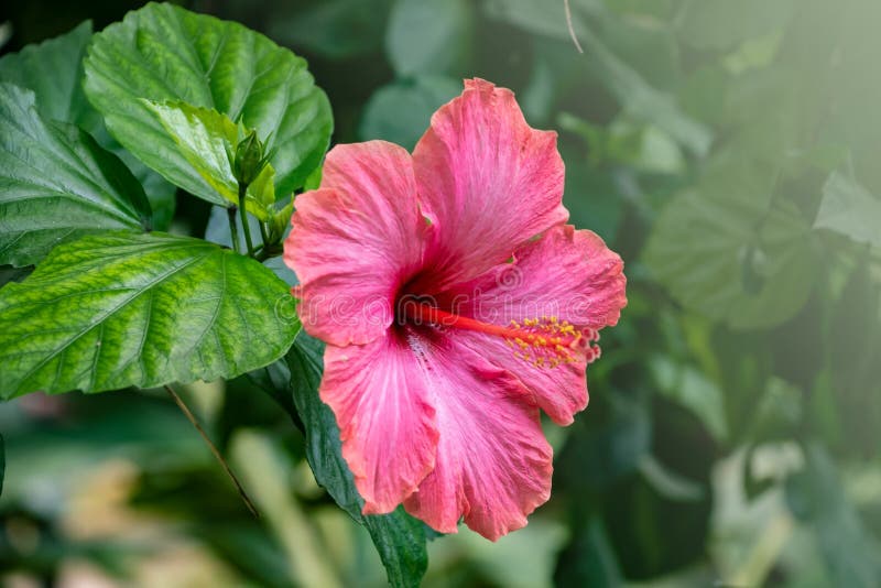 Hardy hibiscus Luna Red flower - Latin name - Hibiscus moscheutos Luna Red