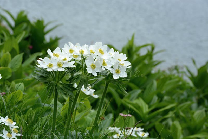 Anemone narcissiflora - on the shore of a mountain lake
