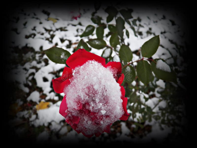 Hardy Rose stock image. Image of flora, blooming, snow 81420865