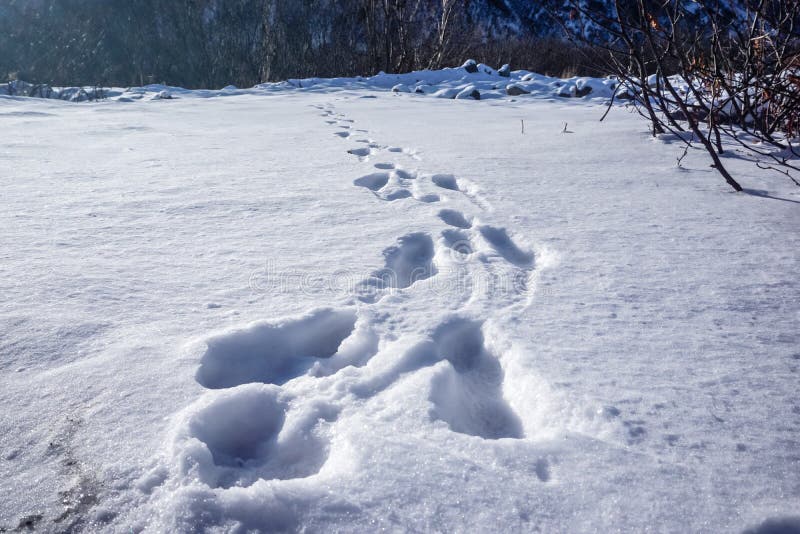 Hare Footprints in the Snow Stock Image - Image of kamchatka, landscape ...