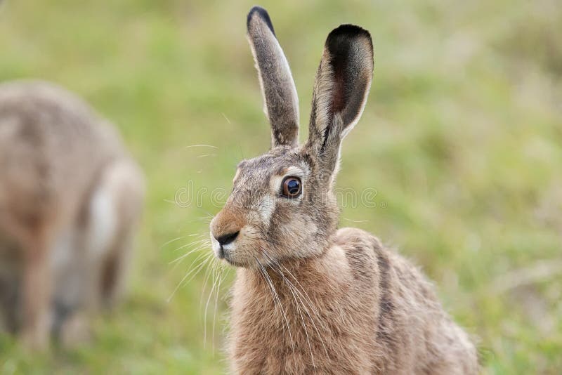 Hare in the grass stock photo. Image of look, hares, wildlife 44047768