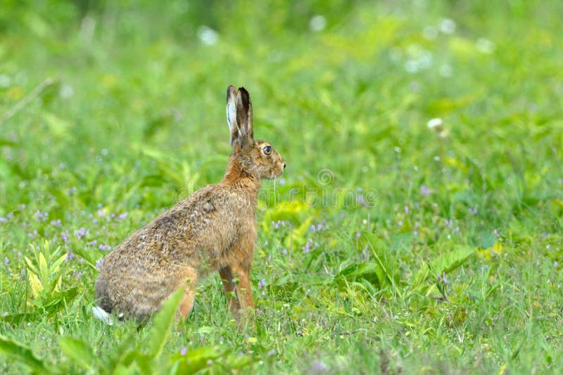 Hare in Letea Forest