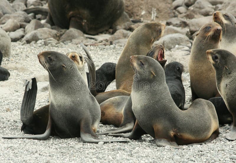 Several female fur seal on the beach. Several female fur seal on the beach